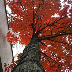 Meet your Posher, Fransky